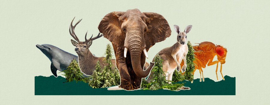 Animals getting high Animals getting high
