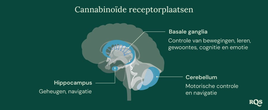 Cannabinoid Receptor Sites Cannabinoid Receptor Sites