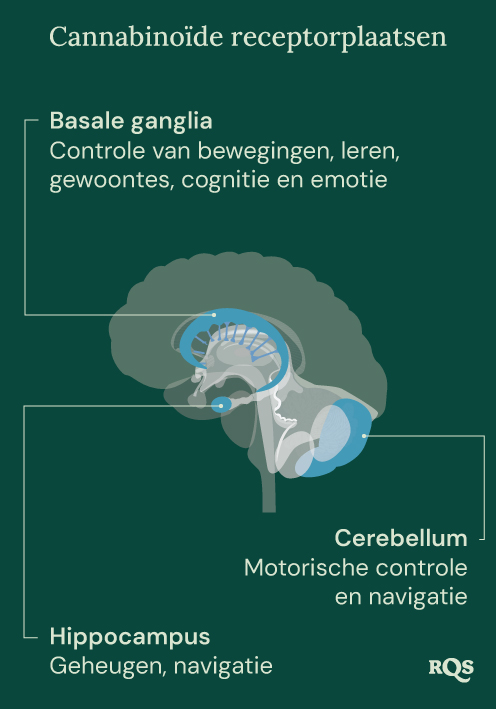 Cannabinoid Receptor Sites Cannabinoid Receptor Sites