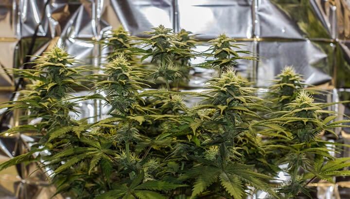 Trichomes Trichomes