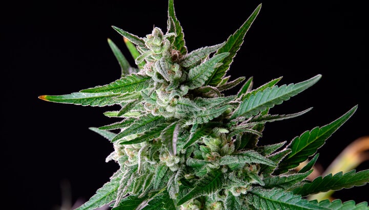 Trichomes Trichomes