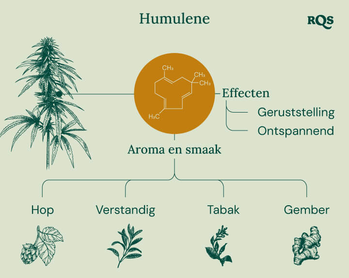 Humulene in cannabis Humulene in cannabis
