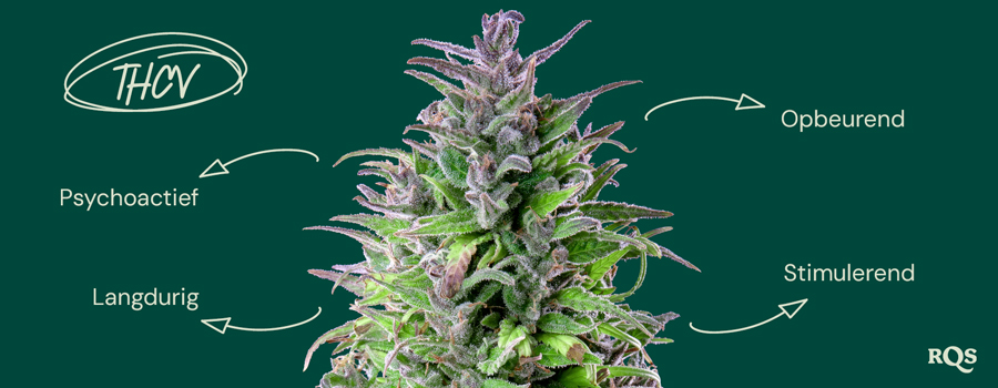 De effecten van THCV op stemming en energie Afbeelding van een cannabisplant met annotaties over de effecten van THCV in het Pools. De labels beschrijven THCV als psychoactief, langdurig, stimulerend en stemmingsverhogend.