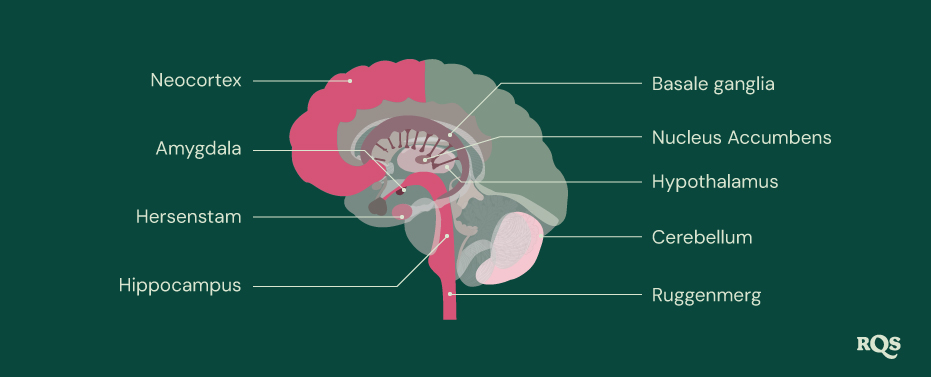 Brain Parts Brain Parts