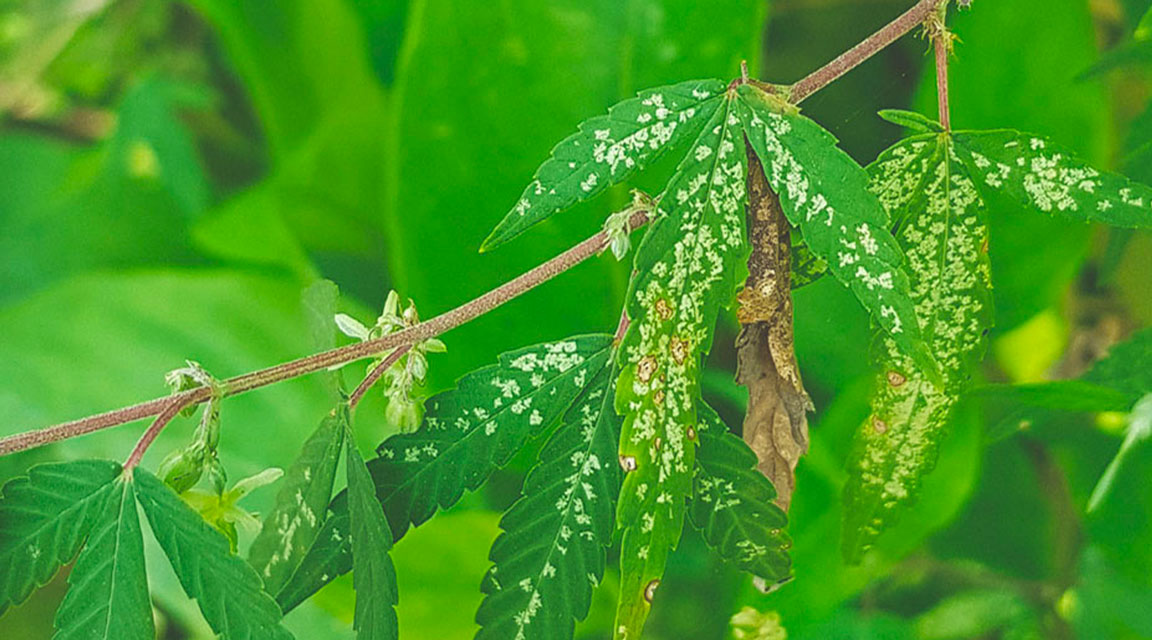 Thrips Thrips