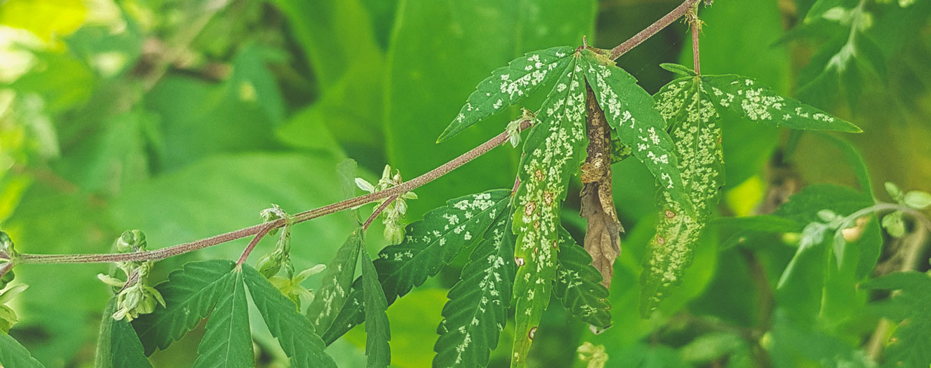 Thrips Thrips