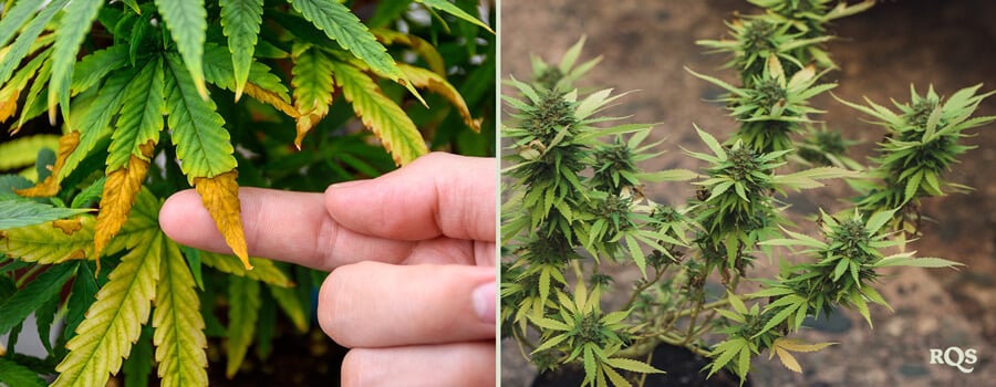 Cannabis overwatering Cannabis underwatering