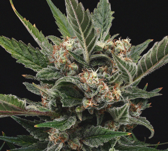 The Importance Of Pistils To Cannabis Growers The Importance Of Pistils To Cannabis Growers