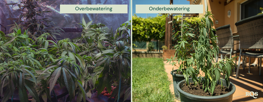 overwatering vs unerwatering cannabis overwatering vs unerwatering cannabis