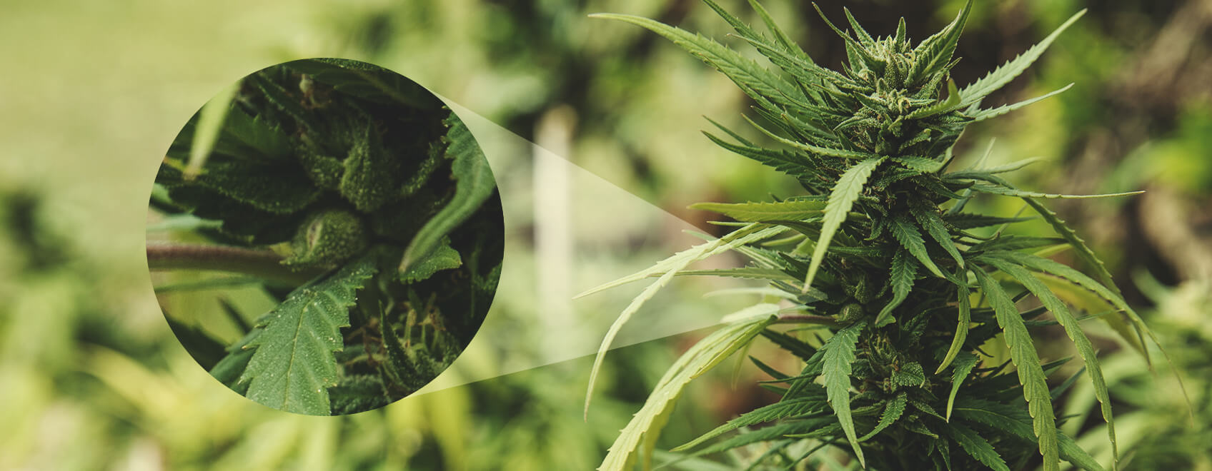 Waaraan kun je zien dat een vrouwelijke plant is bevrucht? Waaraan kun je zien dat een vrouwelijke plant is bevrucht?
