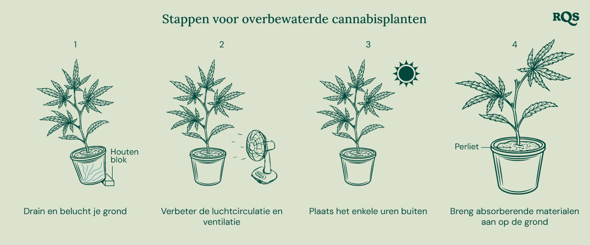 How to fix underwatered cannabis How to fix underwatered cannabis