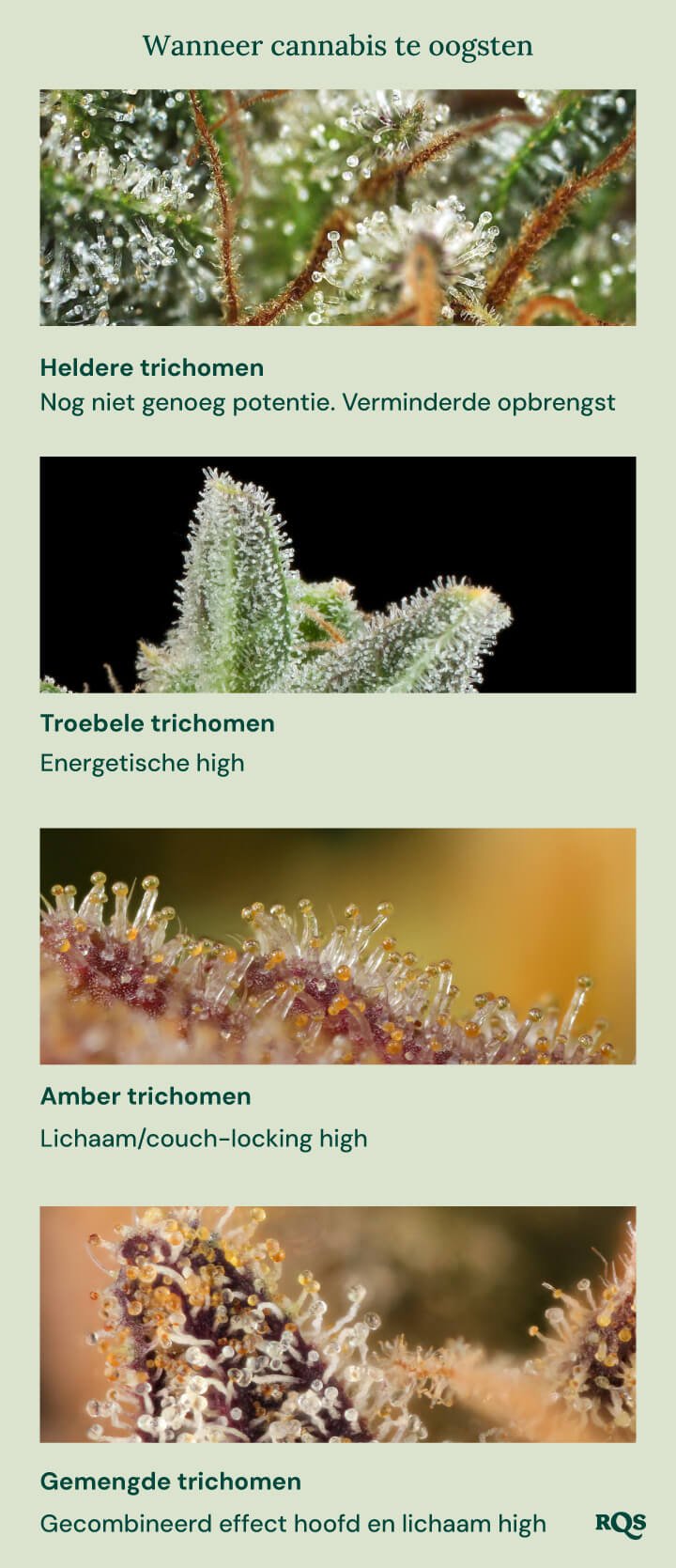 Wanneer cannabis oogsten: een trichomegids Een visuele gids voor het oogsten van cannabis op basis van de kleur van de trichomen. Het toont vier stadia: heldere trichomen (niet potent genoeg), melkachtige trichomen (energetische high), amberkleurige trichomen (lichaams-/couch-lock high) en gemengde trichomen (gebalanceerde hoofd- en lichaamshigh).